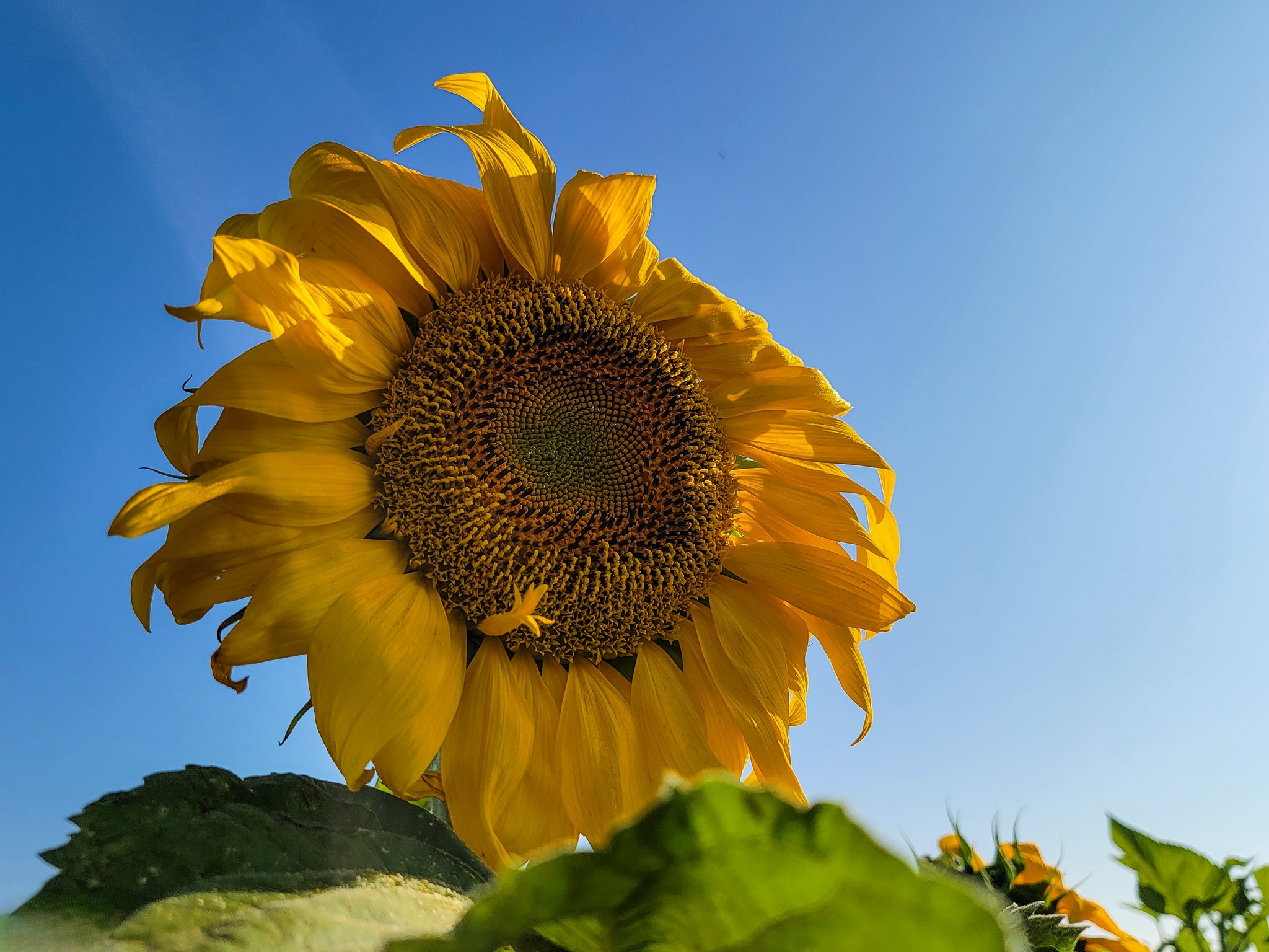 Gigant Sunflower